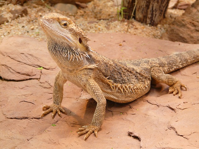 Bearded Dragon(Pogona vitticeps)FOR THE MONTH OF DECEMBER, $29.99, WHILE  SUPPLIES LAST. - Scales 'N Tails