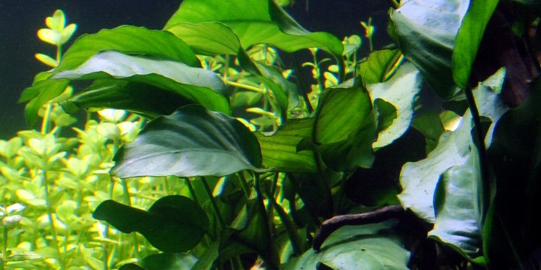 tropica anubias plant with lush thick green leaves